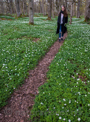 BB 15 0053 / Anemone nemorosa / Hvitveis